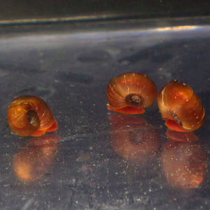 Red Ramshorn Snails