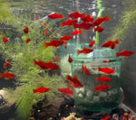 Ruby Red Swordtail Juveniles