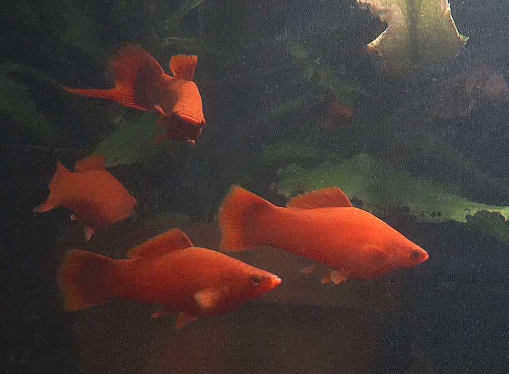 Ruby Red Swordtail Fish