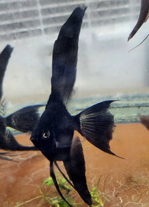 Black Blushing Angelfish Juvenile