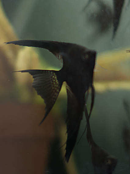 Medium Black Veil Angelfish