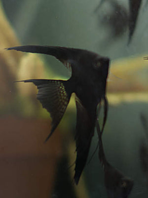 black lace veil angelfish