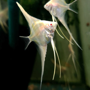 Albino Dantum Juvenile Angelfish