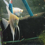 Albino Dantum Angelfish Pair