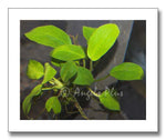 Anubias nana aquarium plant