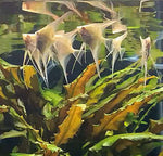 Albino Dantum Angelfish Group #188