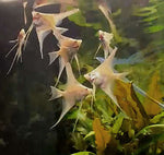 Albino Dantum Angelfish Group #192