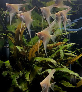 Albino Dantum Angelfish Group #195