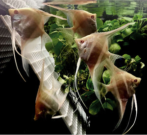 Albino Dantum Angelfish Group #226