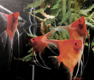 Sunset Angelfish Group #231