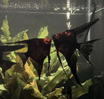 Black Splash Angelfish Group #233