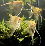 Medium/Large Albino Dantum Angelfish Group #234