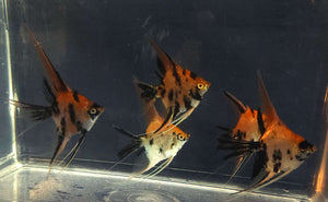 Gold Marble Angelfish Group