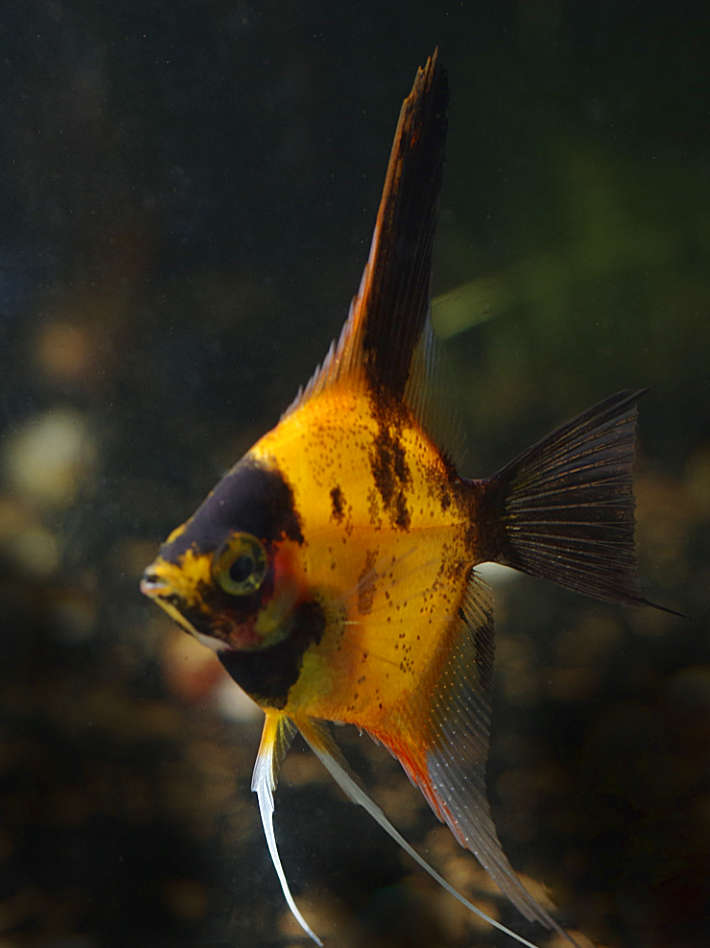 Select Koi Angelfish for sale – Angels Plus