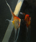 Angelfish Breeding pair #2304