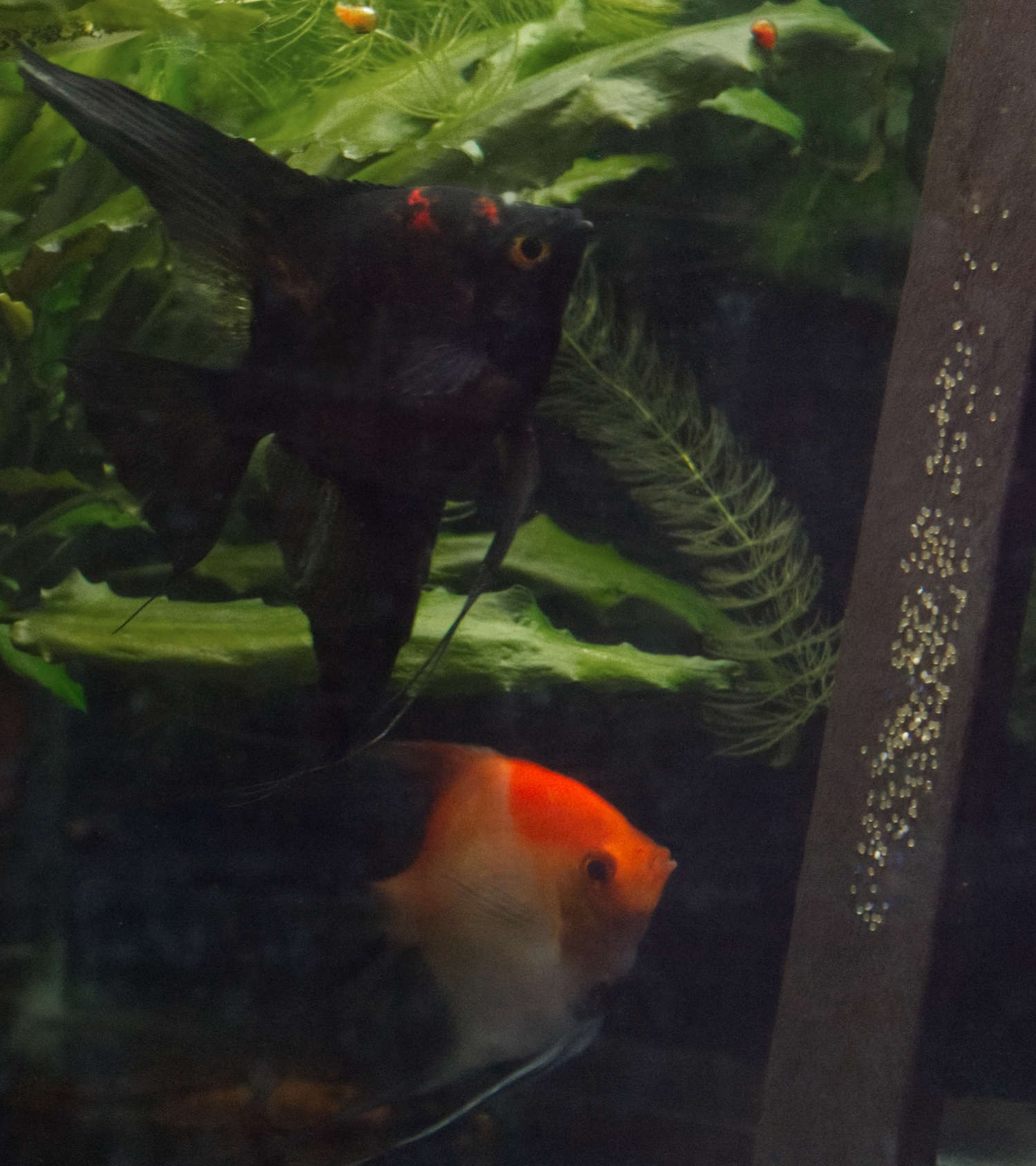 Black Splash x Koi Angelfish Breeding Pair #2360