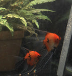 Koi Angelfish Breeding pair #2368