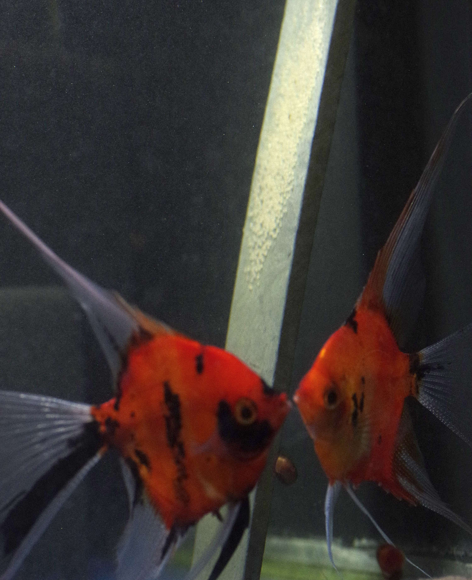 Koi Angelfish Breeding pair #2369