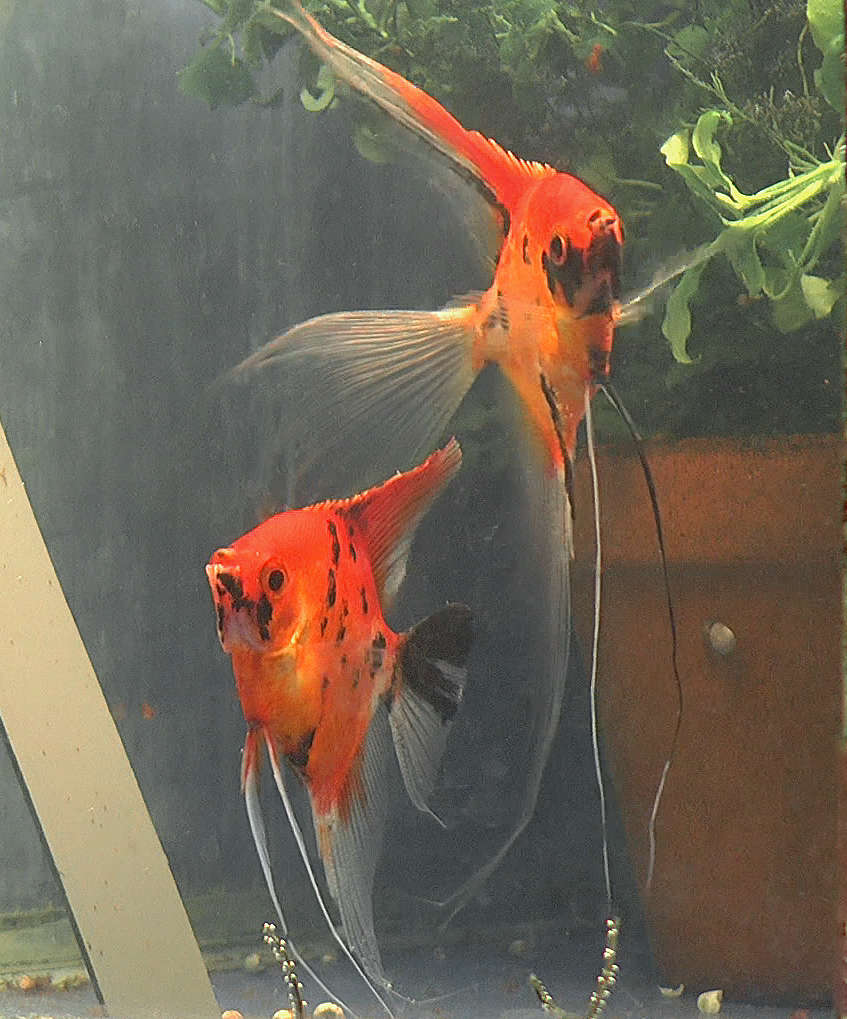 Koi Angelfish Breeding pair 2371