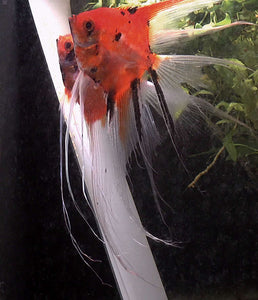 Koi Angelfish breeding pair #2372