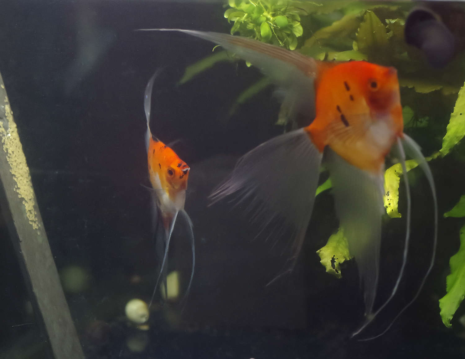 Koi Angelfish Breeding pair #2373