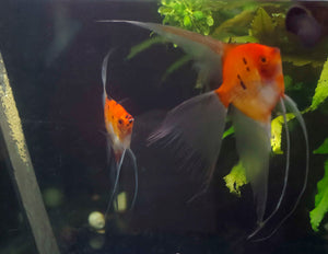Koi Angelfish Breeding pair #2373