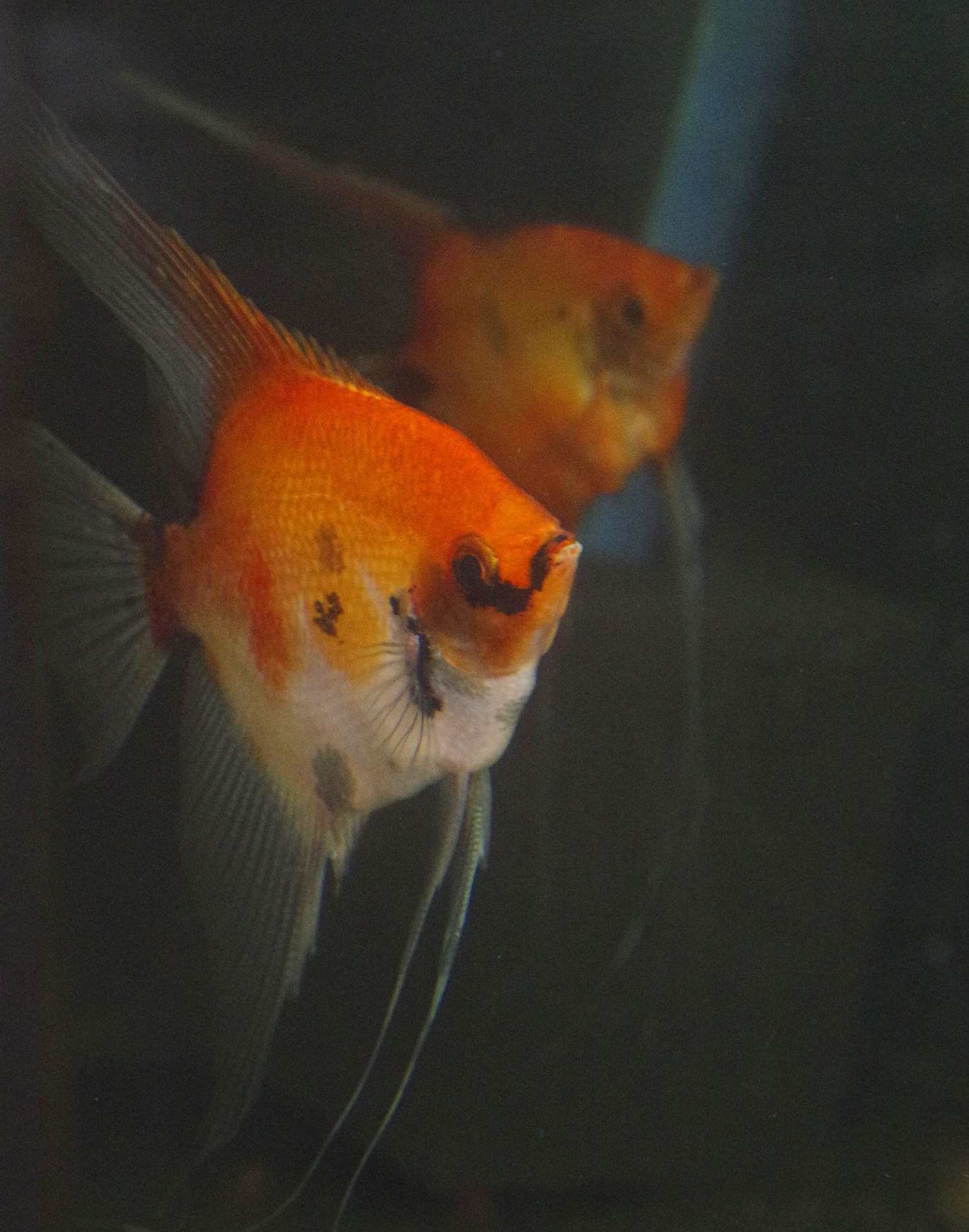 Koi Angelfish Breeding pair #2374