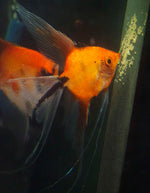 Koi Angelfish Breeding pair #2374