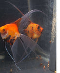 Koi Angelfish Breeding pair #23767