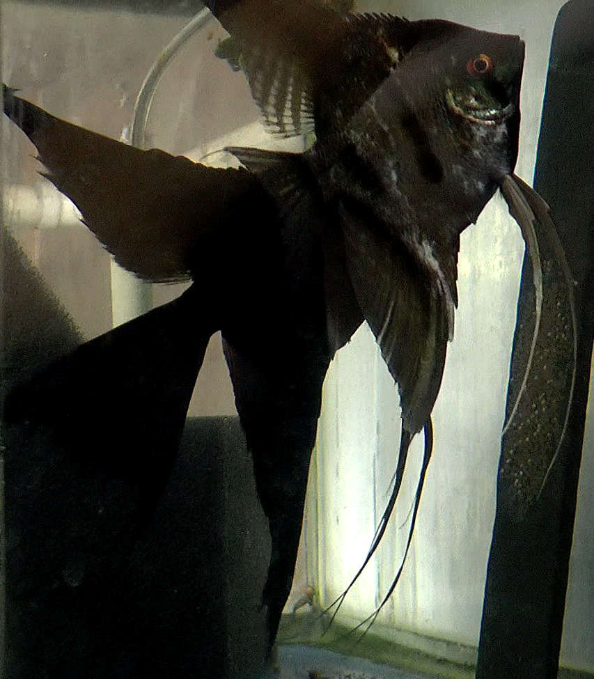 Black/Streaked Black Lace Angelfish Breeding pair #2377