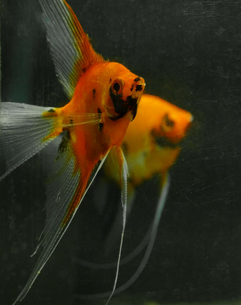 Breeding Pair - Koi Angelfish  #2380