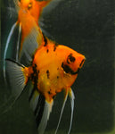 Breeding Pair - Koi Angelfish  #2380