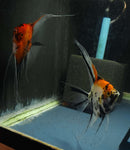 Koi Angelfish Breeding pair #2381