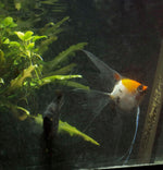 Koi x Black Angelfish Breeding pair #2382