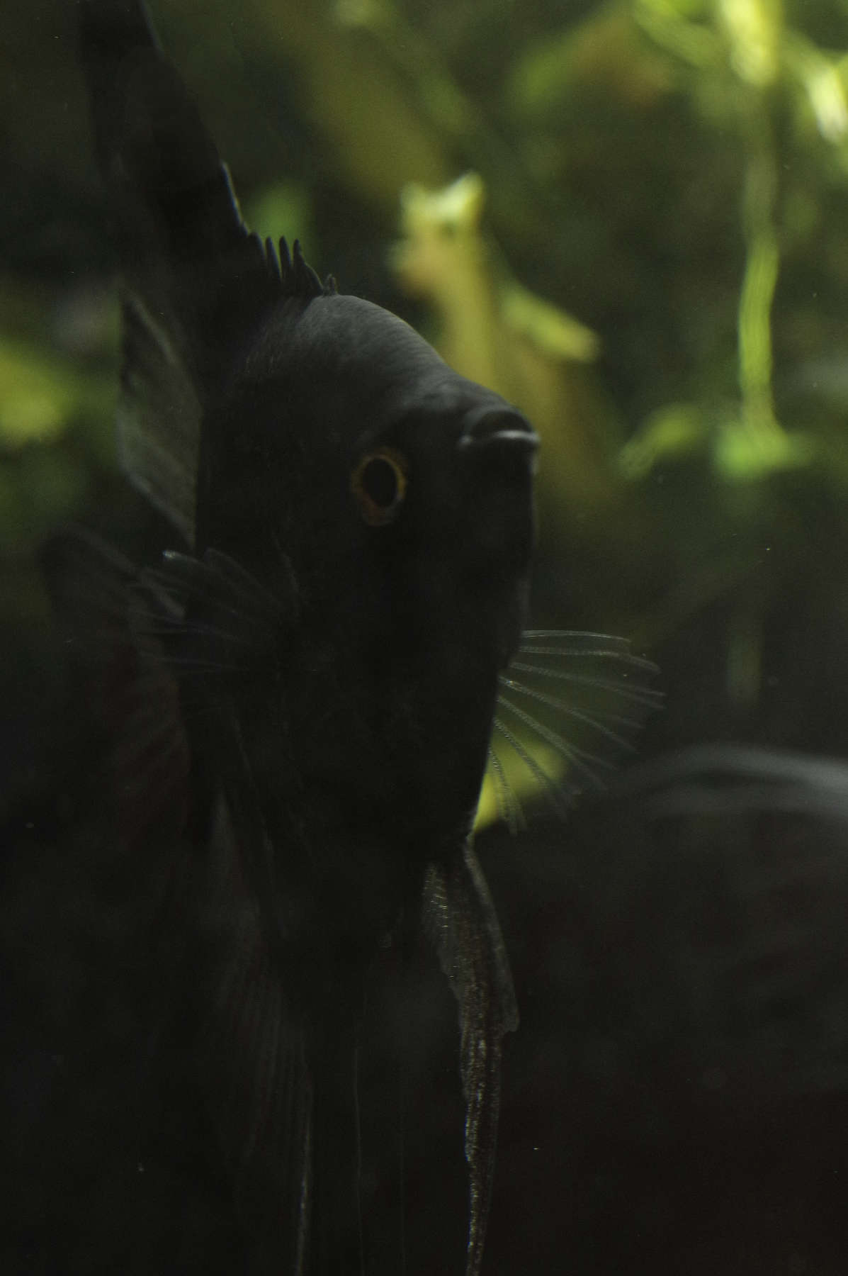 Black male from Angelfish Breeding pair #2382