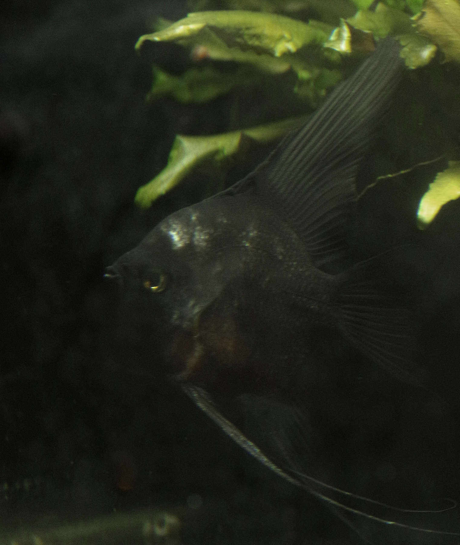 Black male from Angelfish Breeding pair #2382