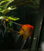 Male of Orange Marble x Koi Angelfish Breeding pair #2383