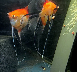Koi Angelfish Breeding pair #2386