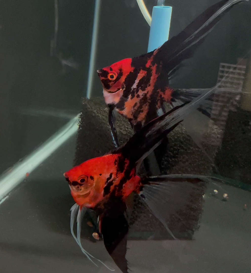 Koi/ Orange Marble Angelfish Breeding pair #3136