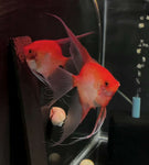 Sunset Angelfish Breeding Pair #3139