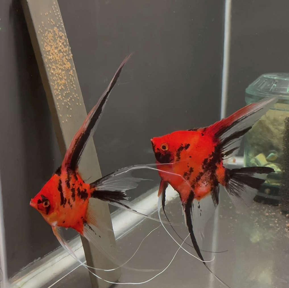 Koi Angelfish Breeding pair #3144