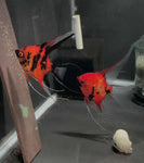 Koi Angelfish Breeding pair #3155