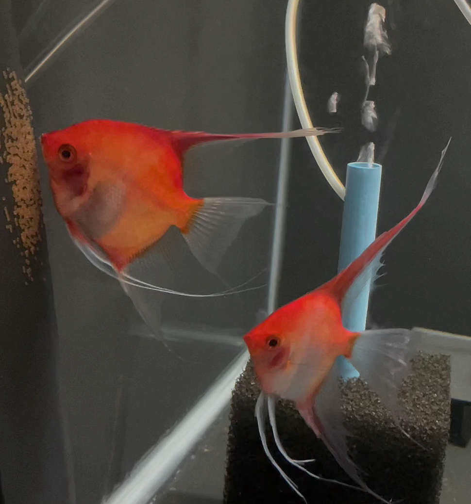 Sunset Angelfish Breeding pair #3158