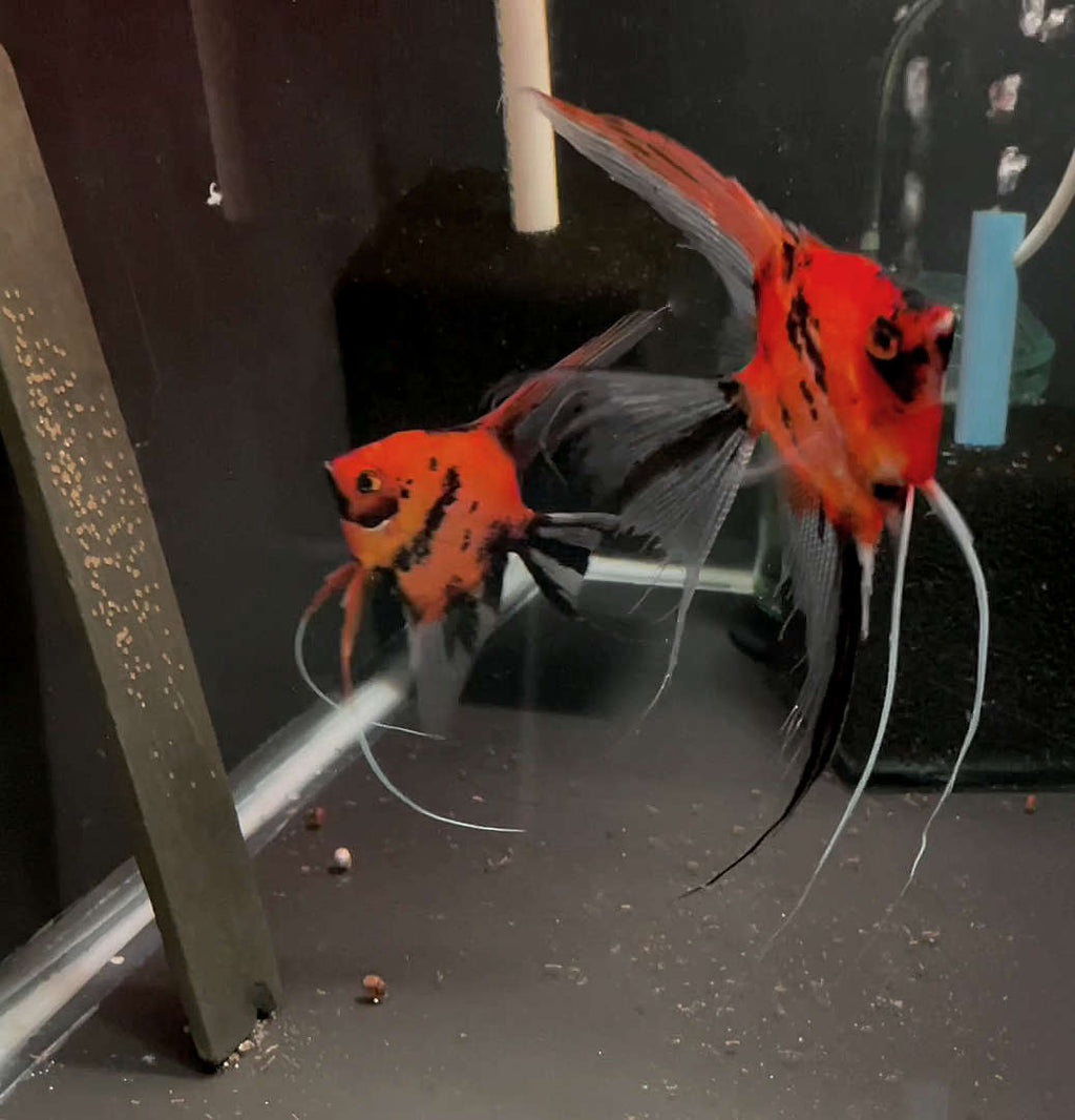 Koi Angelfish Breeding pair #3159