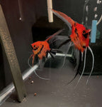 Koi Angelfish Breeding pair #3159
