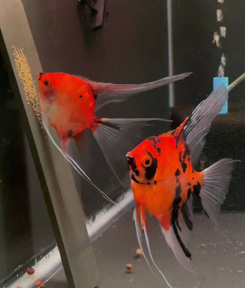 Koi Angelfish Breeding pair #3164
