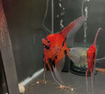 Koi Angelfish Breeding pair #3166