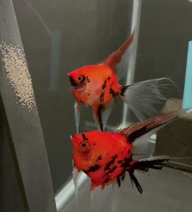 Koi Angelfish Breeding pair #3171