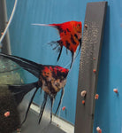 Orange Marble x Koi Angelfish Breeding pair #3173