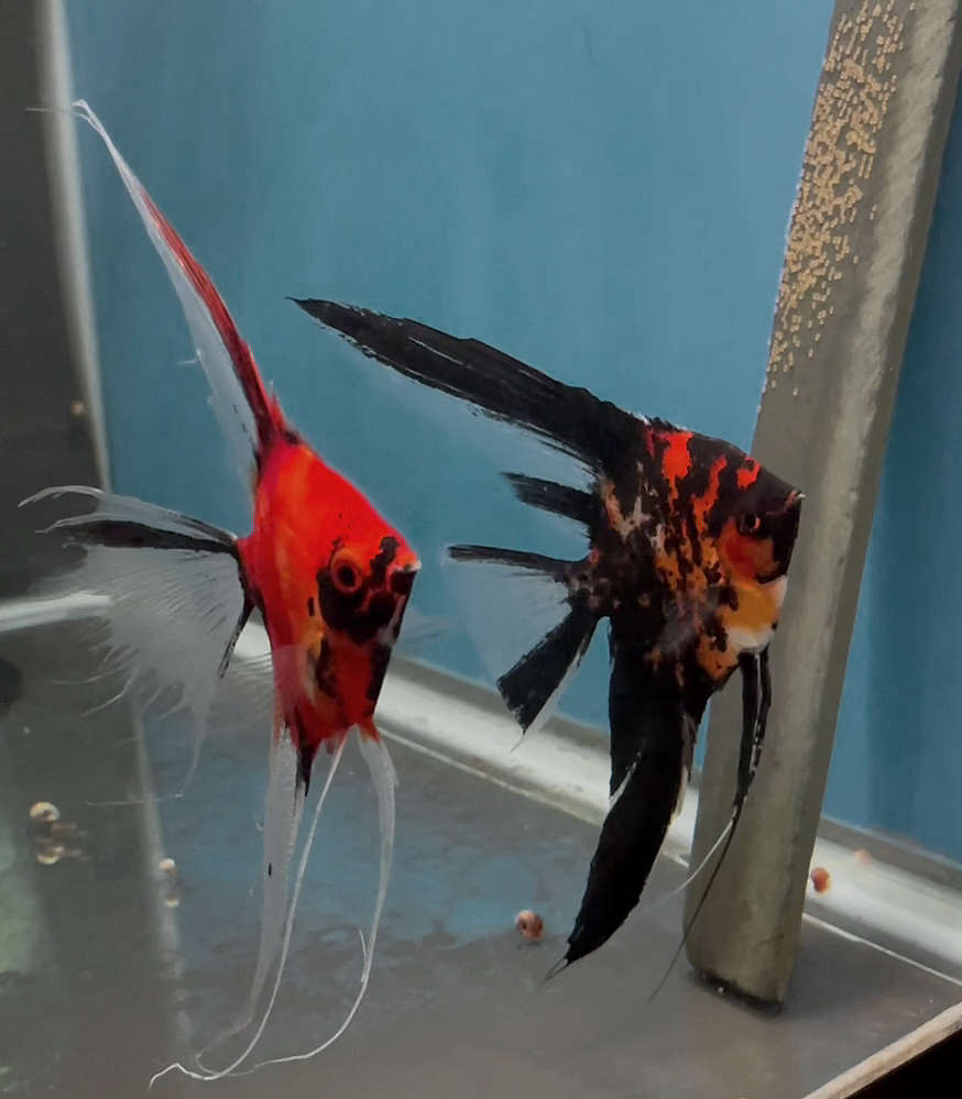 Orange Marble x Koi Angelfish Breeding pair #3178